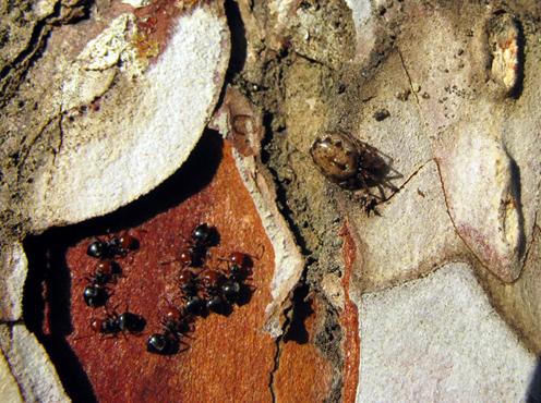 Coabitazione: Crematogaster scutellaris e Enoplognatha sp.